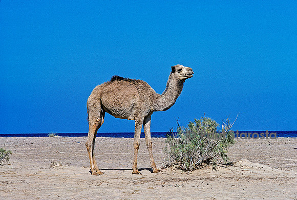 Camelus dromedarius (dromadaire)