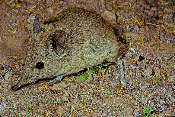 Elephantulus rozeti (rat à trompe)