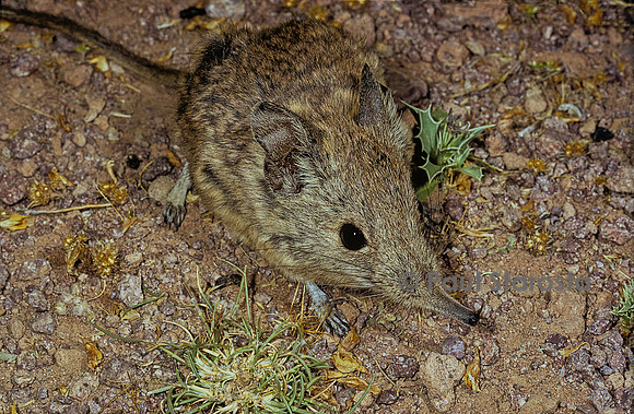 Elephantulus rozeti (rat à trompe)