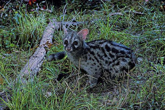 Genetta genetta (genette)