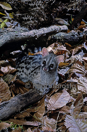 Genetta genetta (genette)