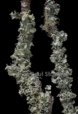 Lichens foliacés sur des branches