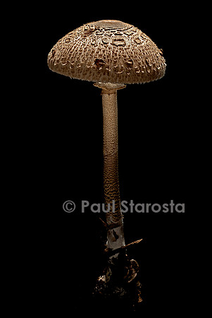 Macrolepiota procera (coulemelle)