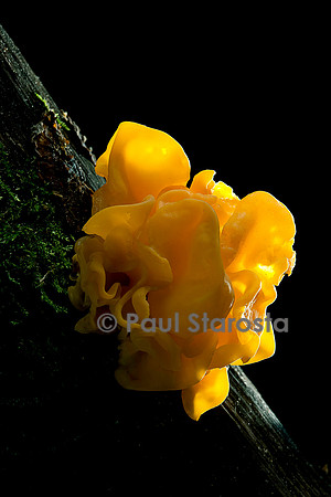 Tremella mesenterica (trémelle mésentérique)