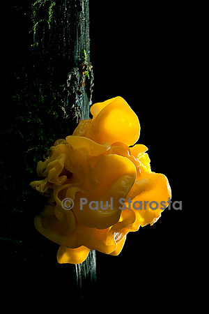 Tremella mesenterica (trémelle mésentérique)