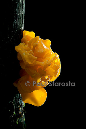 Tremella mesenterica (trémelle mésentérique)