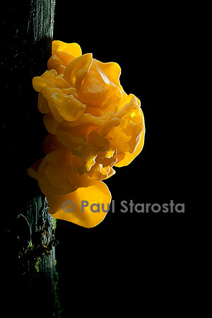 Tremella mesenterica (trémelle mésentérique)