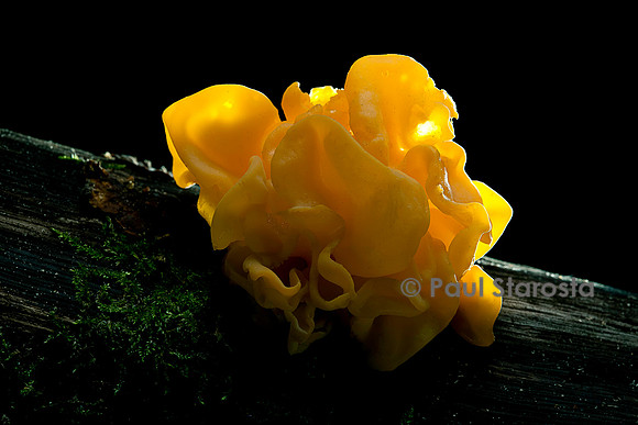 Tremella mesenterica (trémelle mésentérique)