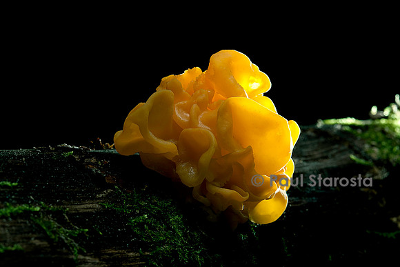 Tremella mesenterica (trémelle mésentérique)