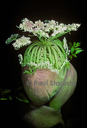 Angilica sylvestris (angélique des bois; angélique sauvage)