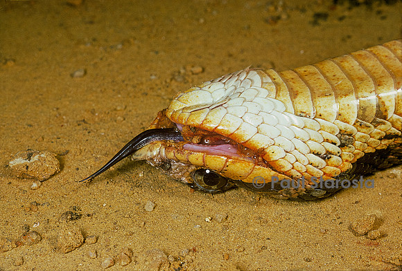 Heterodon platirhinos (couleuvre à nez plat) - faisant le mort