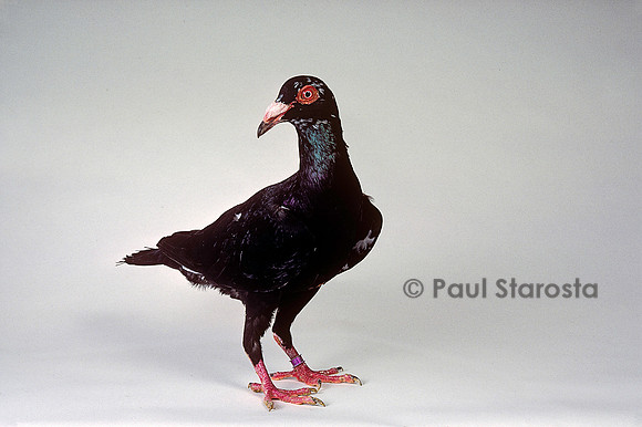 Columba livia - pigeon bagadais