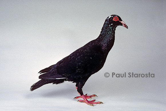 Columba livia - pigeon bagadais