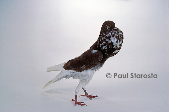 Columba livia - pigeon boulant français