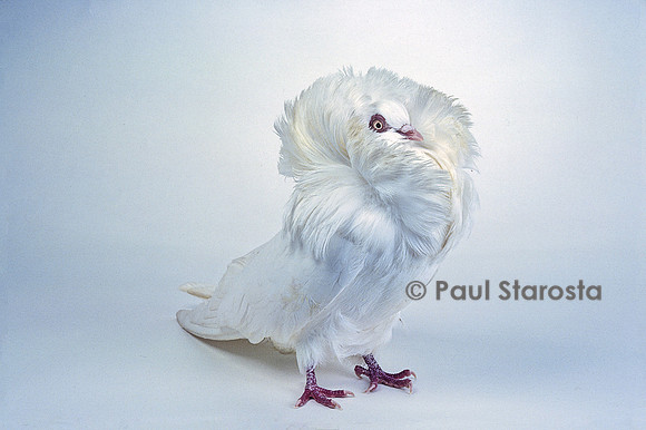 Pigeon capucin