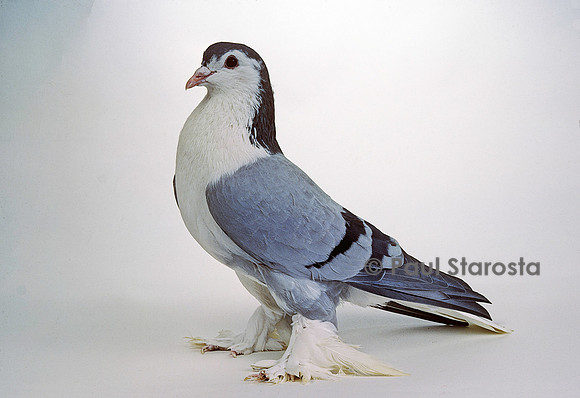 Columba livia - pigeon Lahore