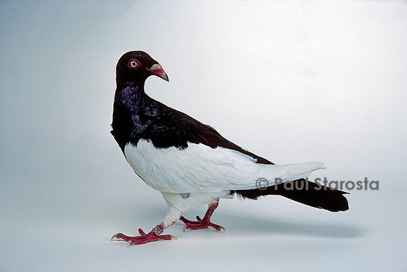 Columba livia - pigeon pie anglais