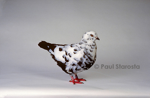 Columba livia - pigeon poule Schietti
