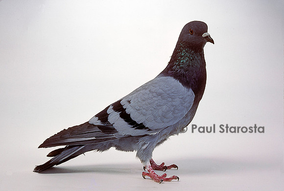 Columba livia (pigeon domestique) - pigeon biset