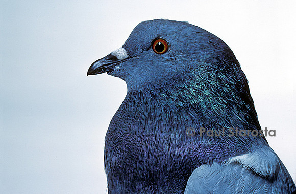 Columba livia - gorge de pigeon