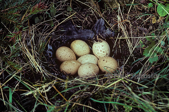 Tetrao urogallus (grand coq de bruyère) - œufs dans le nid