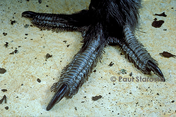 Tetrao urogallus (grand coq de bruyère) - patte