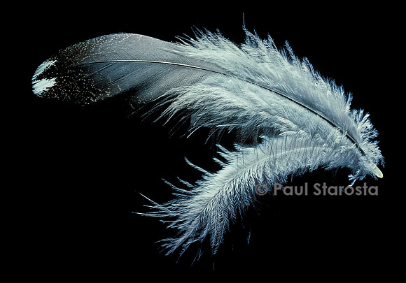 Tetrao urogallus (grand coq de bruyère) - plume avec son hyporachis
