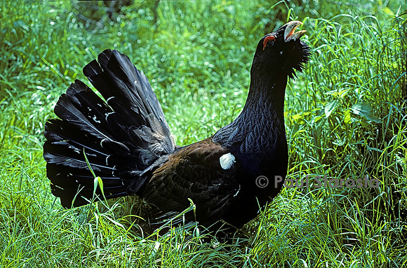Tetrao urogallus (grand coq de bruyère)