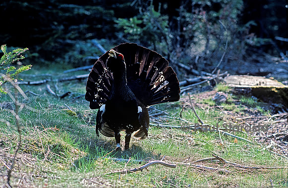 Tetrao urogallus (grand coq de bruyère)
