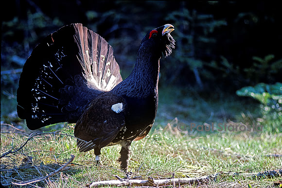 Tetrao urogallus (grand coq de bruyère)
