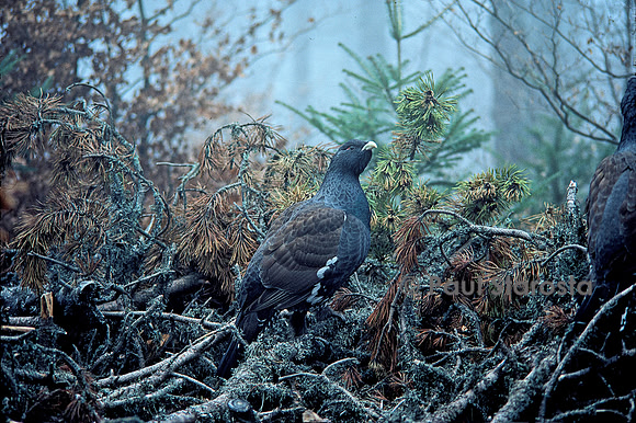 Tetrao urogallus (grand coq de bruyère)
