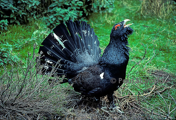 Tetrao urogallus (grand coq de bruyère)
