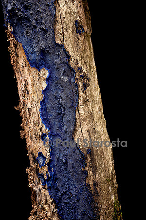 Terana caerulea