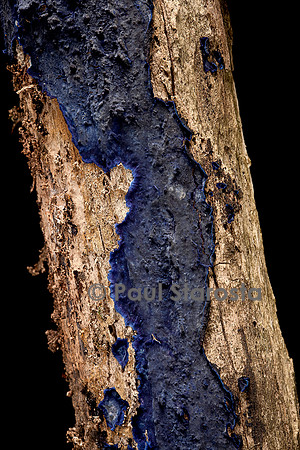 Terana caerulea