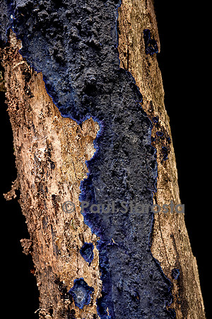 Terana caerulea