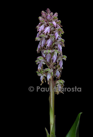 Barlia robertiana (orchis géant)