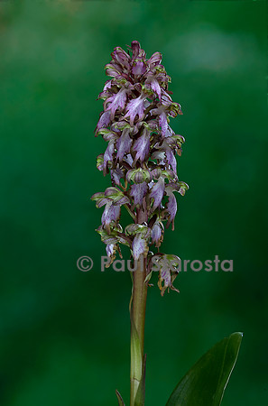 Barlia robertiana (orchis géant)