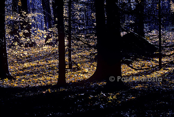 Sous-bois en automne