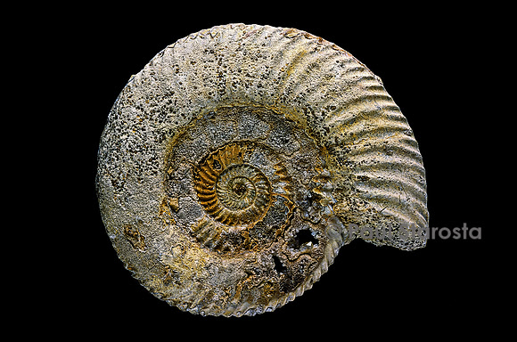 Parkinsonia rarecosta (ammonite)