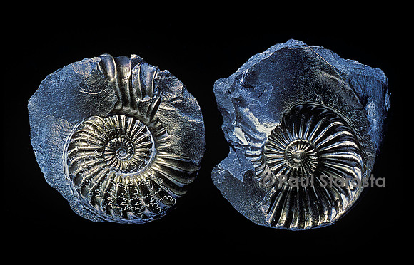 Ammonite pyritisée