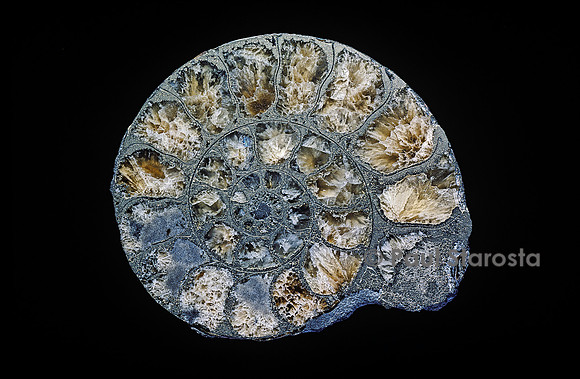 Ammonite sciée dans le plan de symétrie