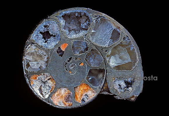 Ammonite sciée dans le plan de symétrie
