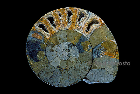Ammonite sciée dans le plan de symétrie