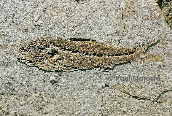 Smerdis macrurus
