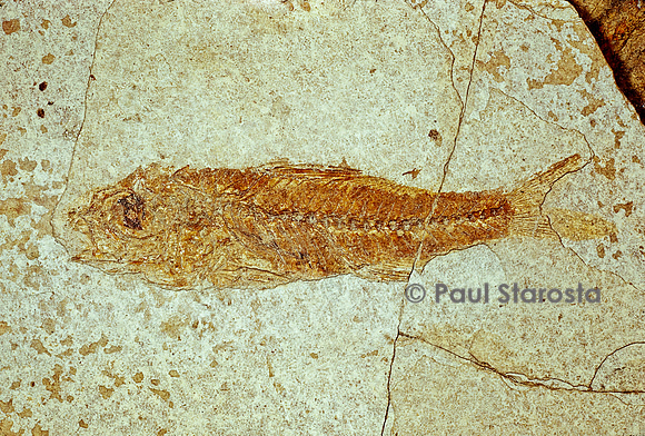 Smerdis macrurus