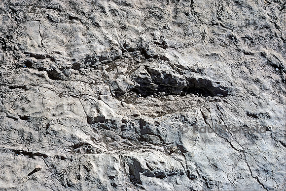 Trace de pas d'un dinosaure