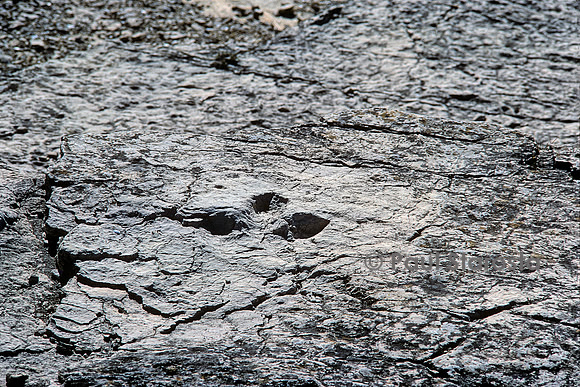 Trace de pas d'un dinosaure
