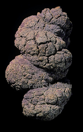 Coprolithe de saurien