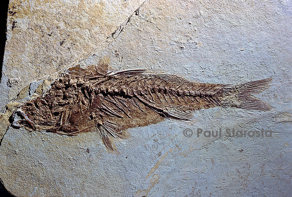 Dapalis macrurus