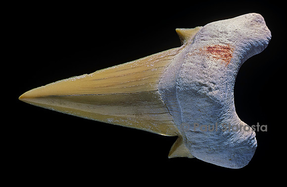 Dent de requin